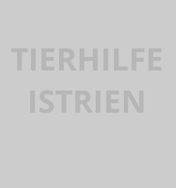 Hunde in Not der Tierhilfe Istrien