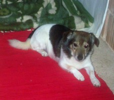 Wida`s eigener Hund
