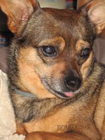 Bambi Widas Hund