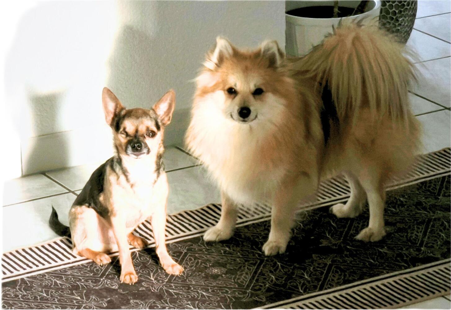 Chico und Ferri,
meine Tierschutzhunde