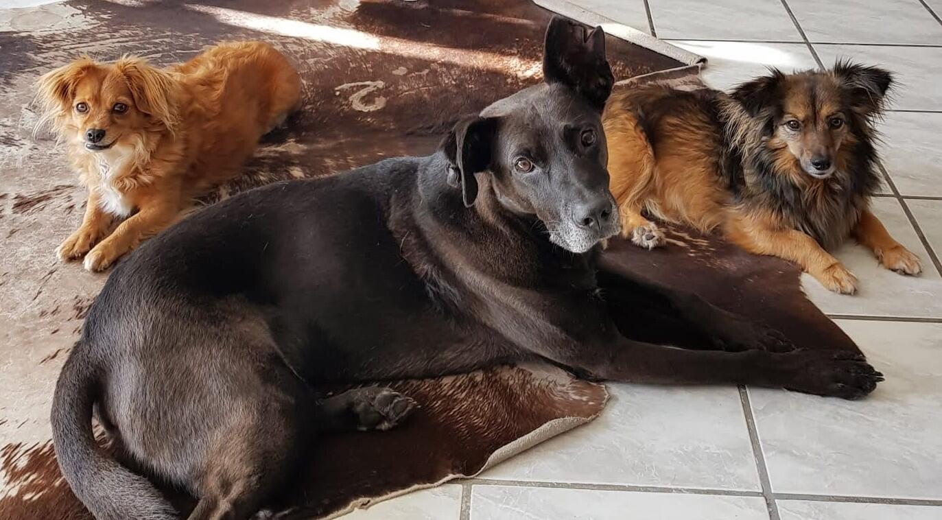 Dotty,
Luzy und Drake alle aus dem Tierschutz