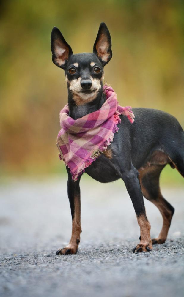Hunde in Not der Tierhilfe Istrien